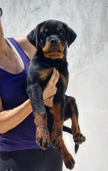 rottweiler 