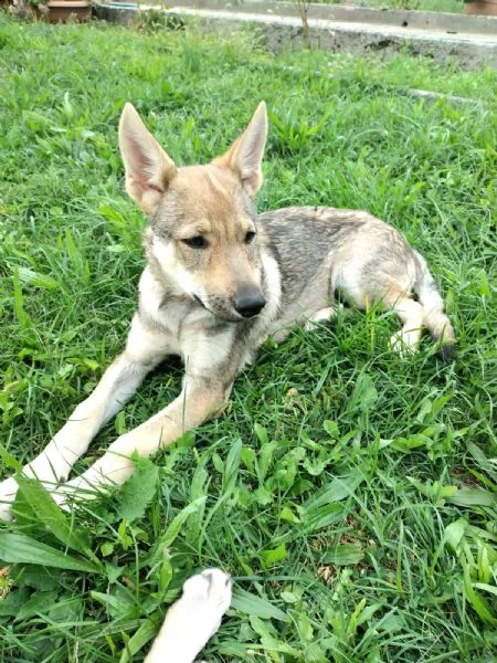 femmina di cane lupo cecoslovacco disponibile | Foto 1