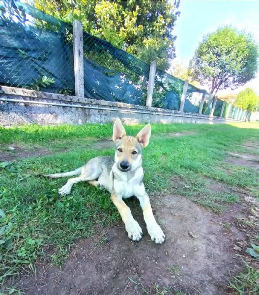 femmina di cane lupo cecoslovacco disponibile | Foto 0