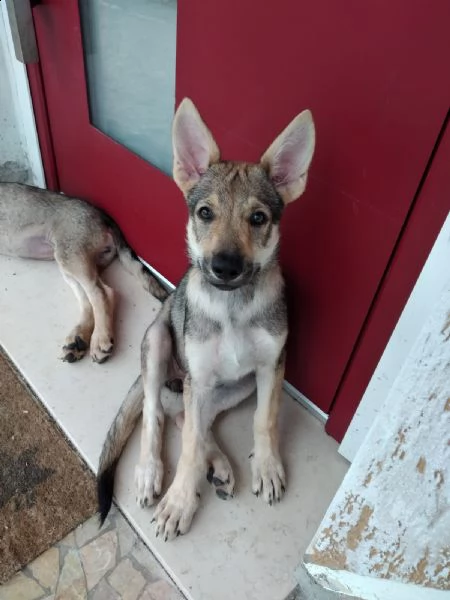 femmina di cane lupo cecoslovacco disponibile