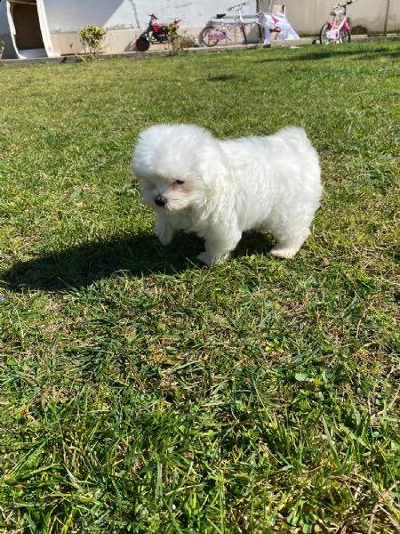 maltese mini toy  | Foto 0