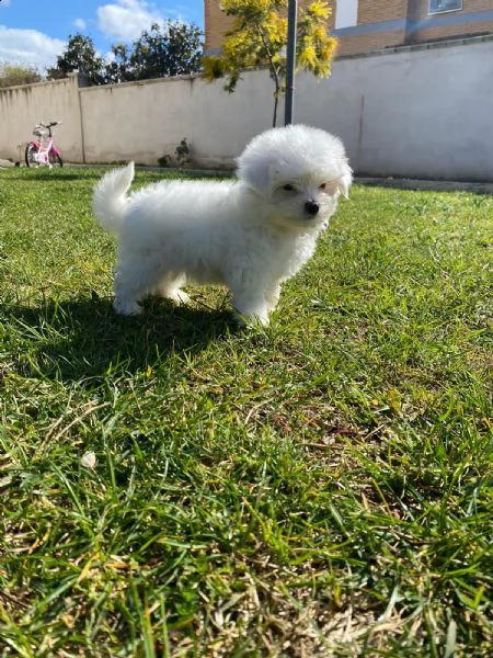 maltese mini toy 