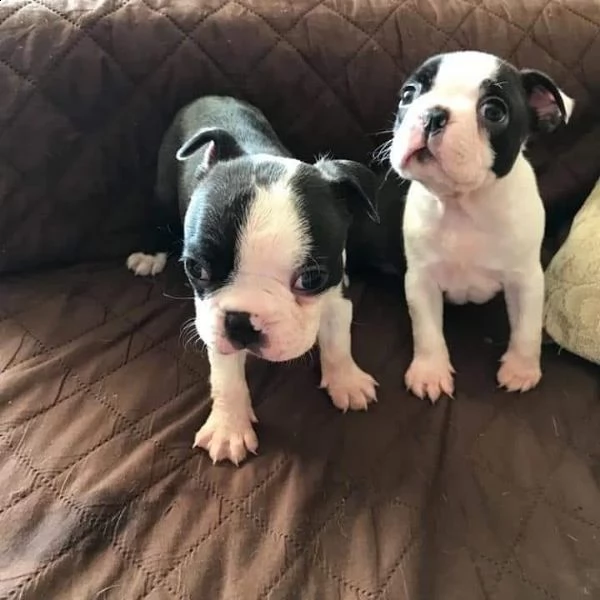 regalo boston terrier meravigliosi  