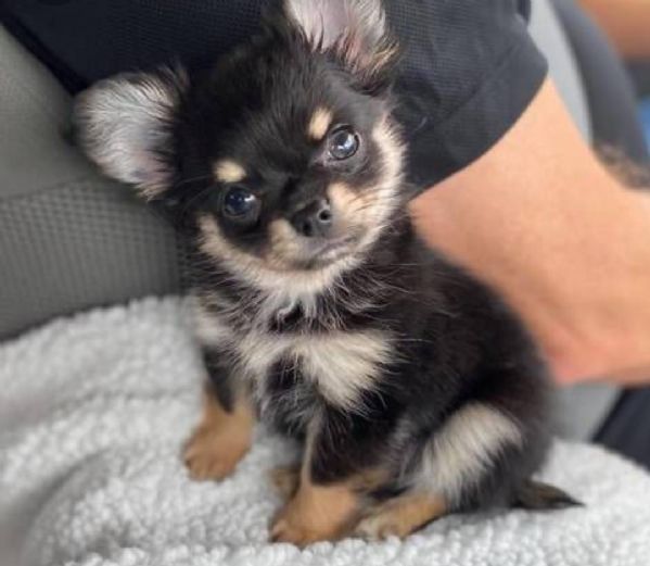 Regalo cucciolo Chihuahua da Volontario a regalo cuccioli di chihuahua mini toy