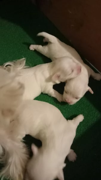 cuccioli razza maltese toy 