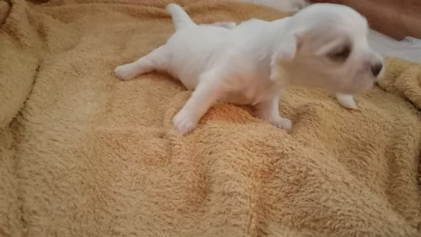 cuccioli razza maltese toy  | Foto 2