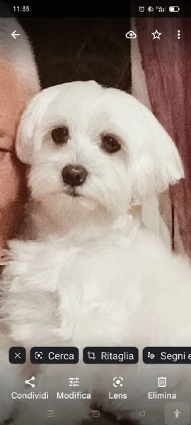 cuccioli razza maltese toy  | Foto 1