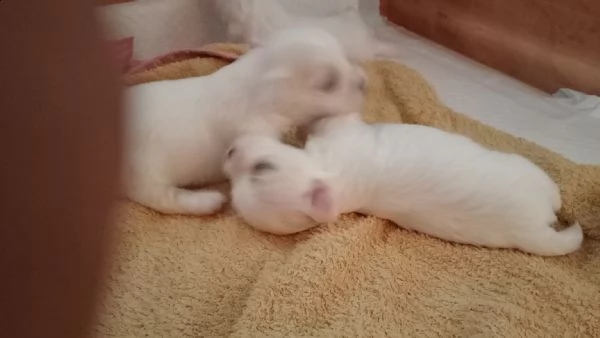 cuccioli razza maltese toy  | Foto 0