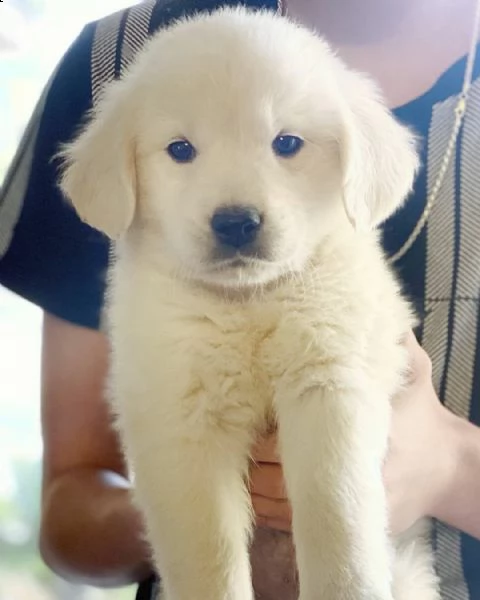 disponibili cuccioli di golden retriever | Foto 0