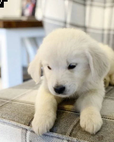disponibili cuccioli di golden retriever