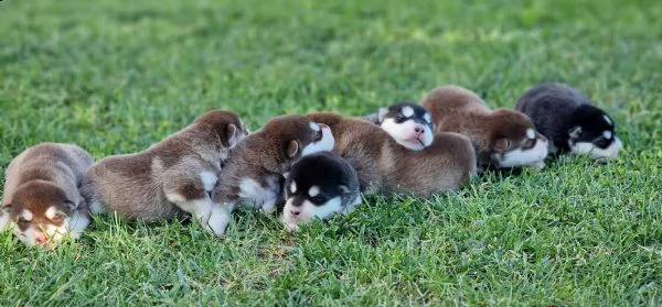 alaskan malamute  | Foto 3