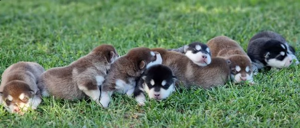 alaskan malamute  | Foto 2