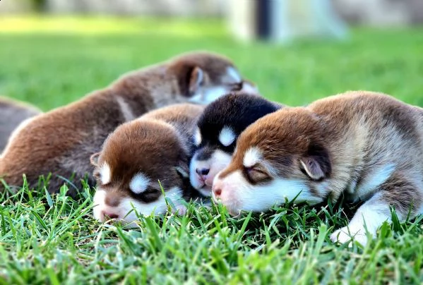 alaskan malamute  | Foto 1