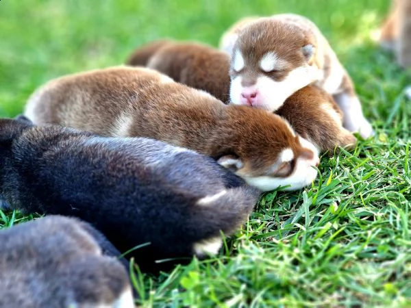alaskan malamute  | Foto 0