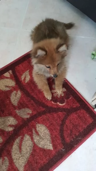  spitz di cane 