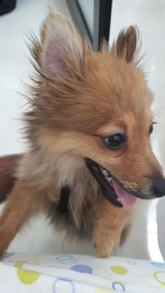  spitz di cane  | Foto 4