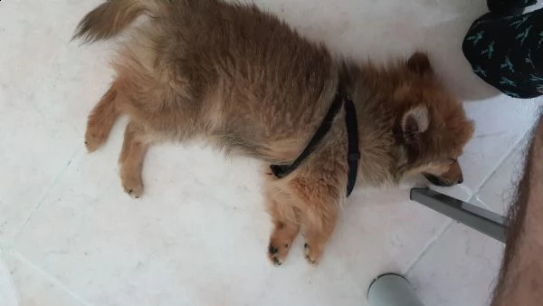  spitz di cane  | Foto 3