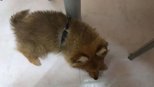  spitz di cane  | Foto 2