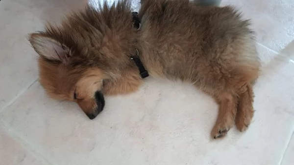  spitz di cane  | Foto 1