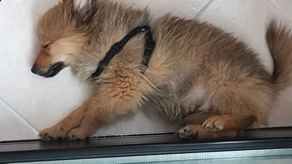  spitz di cane  | Foto 0