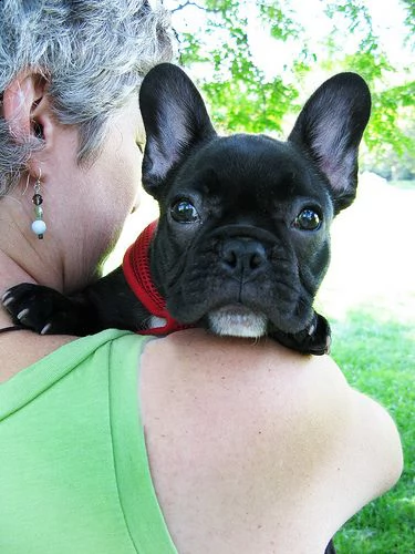bellissimi cuccioli di bulldog francese | Foto 2