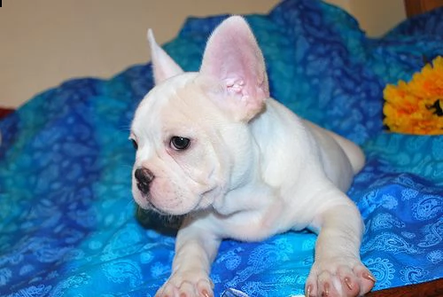 bellissimi cuccioli di bulldog francese | Foto 1