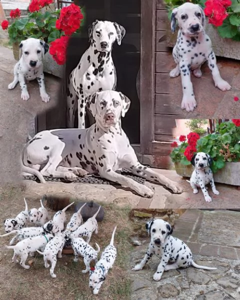 cuccioli dalmata alta genealogia 