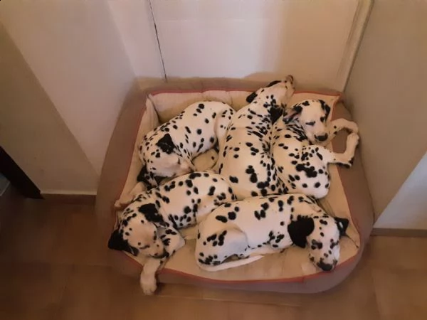 cuccioli dalmata alta genealogia  | Foto 2