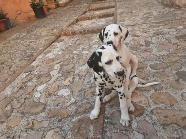 cuccioli dalmata alta genealogia  | Foto 1