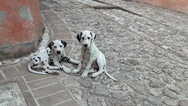 cuccioli dalmata alta genealogia  | Foto 0