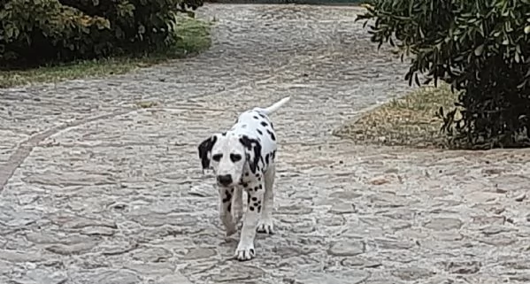 cuccioli dalmata di 3 mesi altissima genealogia, iscritti enci, sverminati vaccinati con pedigree | Foto 6