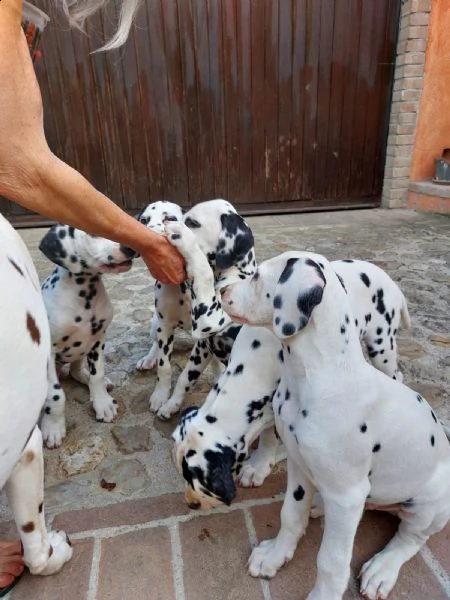 cuccioli dalmata di 3 mesi altissima genealogia, iscritti enci, sverminati vaccinati con pedigree | Foto 5