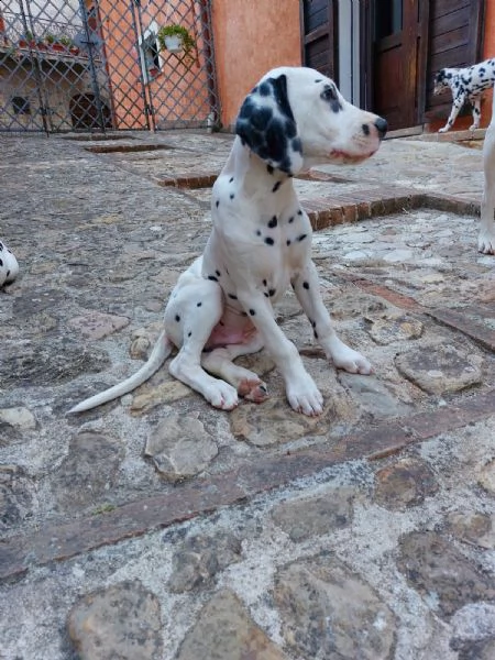 cuccioli dalmata di 3 mesi altissima genealogia, iscritti enci, sverminati vaccinati con pedigree | Foto 4