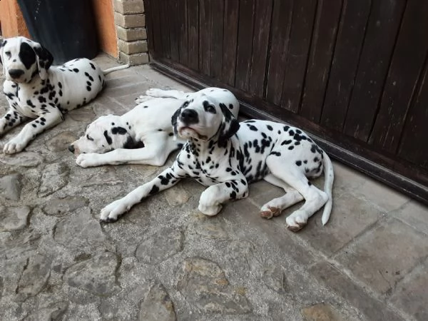cuccioli dalmata di 3 mesi altissima genealogia, iscritti enci, sverminati vaccinati con pedigree | Foto 3