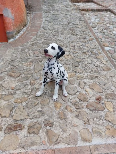 cuccioli dalmata di 3 mesi altissima genealogia, iscritti enci, sverminati vaccinati con pedigree | Foto 2