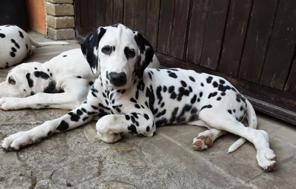 cuccioli dalmata di 3 mesi altissima genealogia, iscritti enci, sverminati vaccinati con pedigree