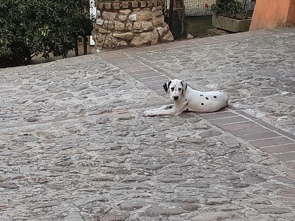 cuccioli dalmata di 3 mesi altissima genealogia, iscritti enci, sverminati vaccinati con pedigree | Foto 1