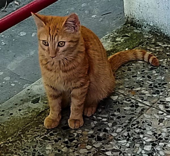 Questo dolce micino cerca casa  | Foto 0