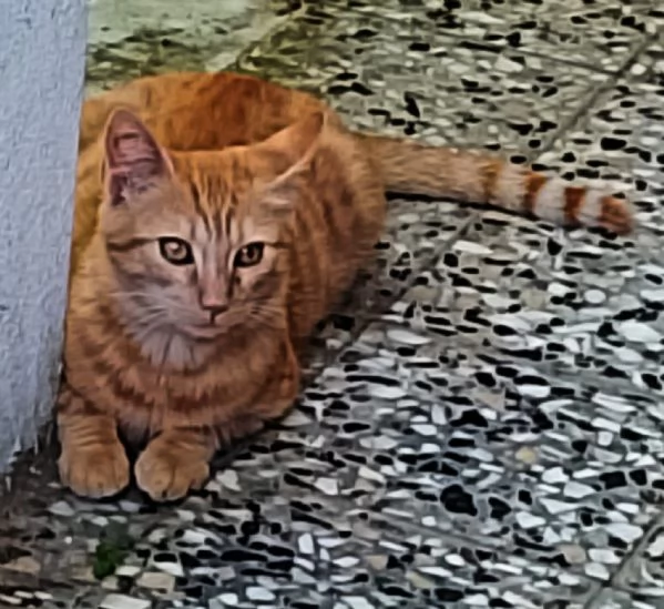 Questo dolce micino cerca casa 