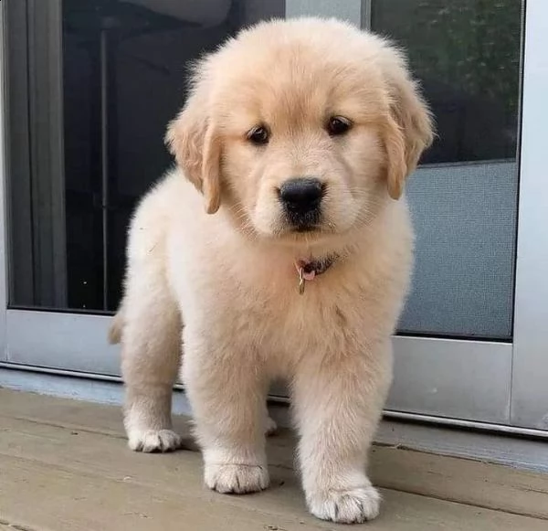 golden retriever cuccioli | Foto 0