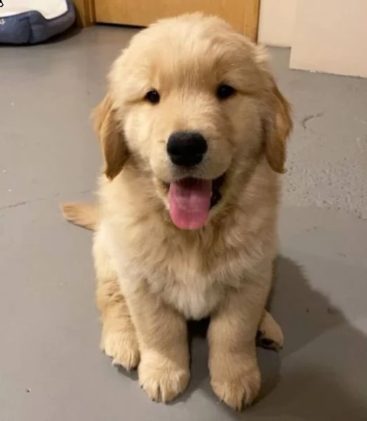 meravigliosi cuccioli di golden retriever