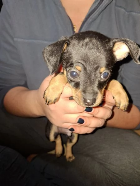 Cuccioli pinscher  | Foto 4