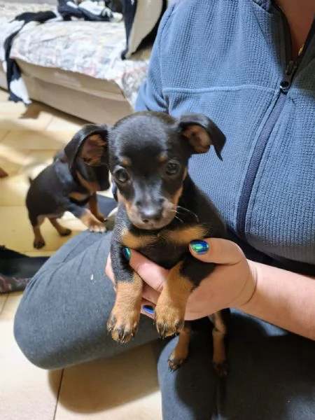 Cuccioli pinscher  | Foto 1