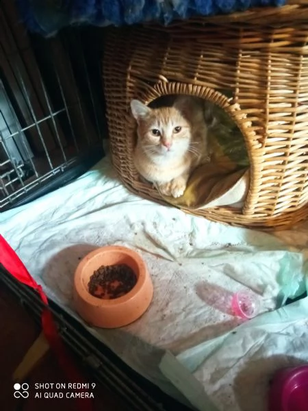 gattina rossa da adottare