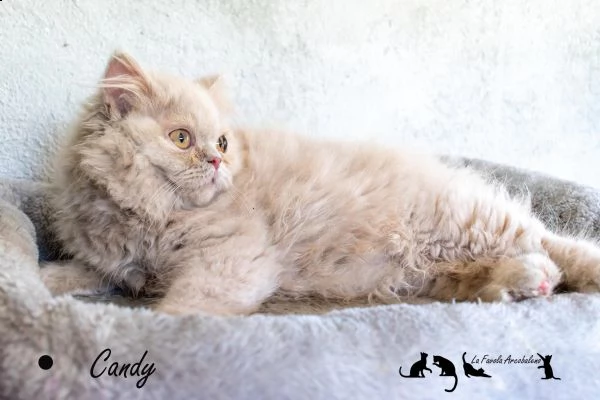 british longhair con pedigree cucciola femmina | Foto 4