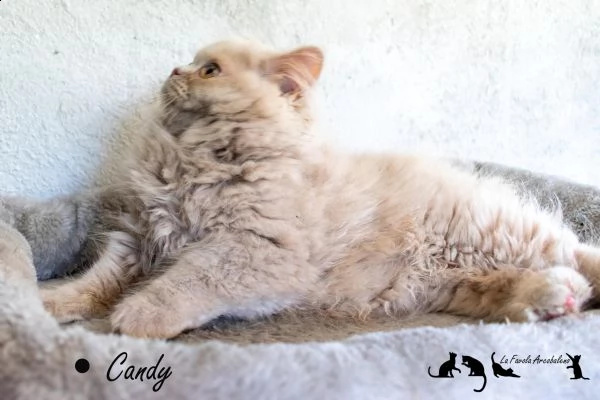 british longhair con pedigree cucciola femmina | Foto 3
