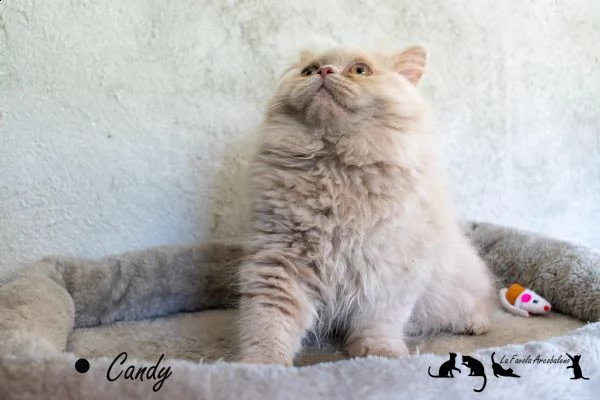 british longhair con pedigree cucciola femmina