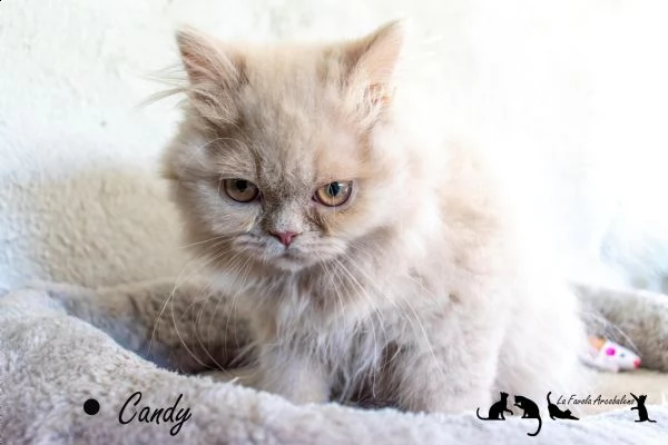 british longhair con pedigree cucciola femmina | Foto 2