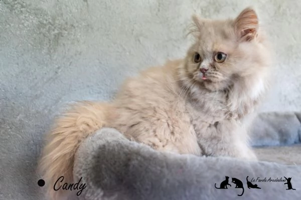 british longhair con pedigree cucciola femmina | Foto 1