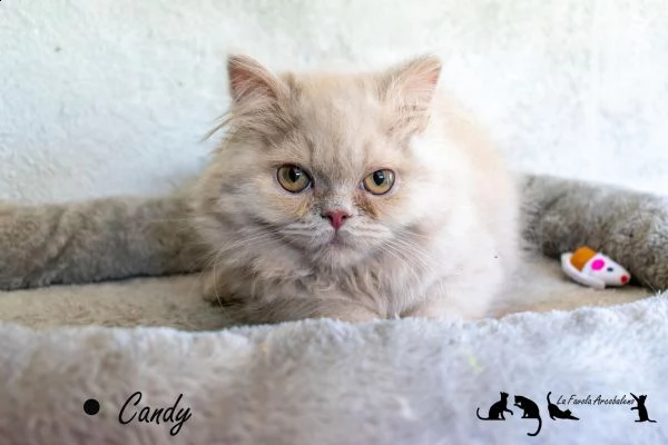 british longhair con pedigree cucciola femmina | Foto 0